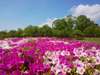 越前陶芸公園は新緑とお花が美しい（5月）