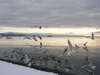 【冬の湖畔】渡り鳥のユリカモメ。12月～4月頭の間だけ見える風景です