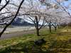 ホテル沿いの姫川と桜並木。のどかな景観とおいしい空気に癒されます。