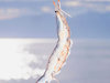 【富山湾の宝石・白海老】透き通った薄紅色が美しい、富山湾の宝石と呼ばれる小海老です。
