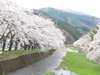 ■桜木町小川川沿い　お車で30分　※４月は桜並木が楽しめます。５月はこいのぼりが有名