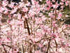 鮮やかな色を魅せる桜