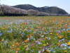松崎の田んぼを使った花畑。５月の連休まで楽しめます