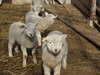 毎冬恒例の子羊誕生ラッシュ　子羊の見学もできます