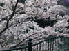 【もみじ川温泉周辺のさくら】川沿いに美しい桜を見ることができます。