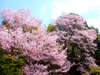 春と言えばお花見☆見事な桜を見ることができます♪♪