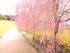 【春】いろいろな種類の桜が咲きます◎お花見にぜひ☆