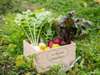 自家菜園の無農薬有機栽培の野菜