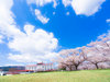 施設の外観。敷地内には1,200本もの桜の木があります。2016年4月20日撮影