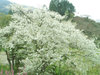 【オオシマザクラ】白い花が特徴です