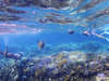 綺麗な西表島の海なら、シュノーケリングでウミガメに遭遇することも！
