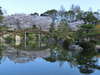 日本庭園 桜 ４月上旬