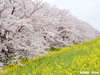 ・【熊谷桜堤（徒歩で約5分）】約500本のソメイヨシノの桜並木は圧巻の光景です