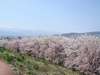 【春】満開の桜並木大町観光道路