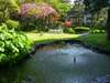 庭園：春の桜春には様々な種類の桜が咲き乱れます♪池には鯉が悠々と泳いでおります