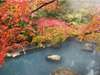秋には紅く色づいた楓の下で、紅葉風呂をお楽しみください。