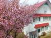 当館すぐそばにある桜。濃いピンク色がきれい！見頃は例年GW頃です。