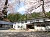 #七ツ森に抱かれた一軒宿-春　 宿の目の前に桜が。温泉からは「銀桜」も楽しめます。　