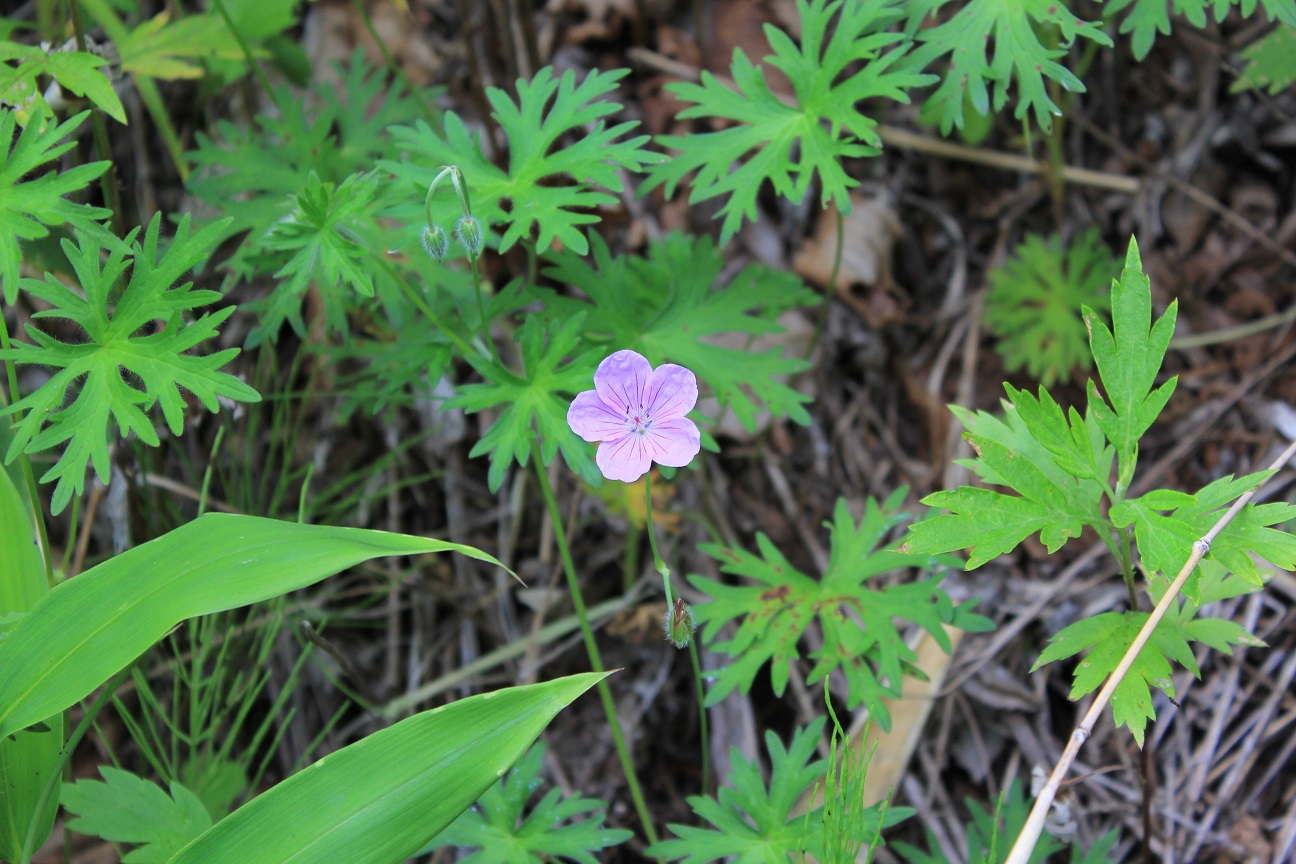 釧路湿原の植物の写真一覧 - じゃらんnet