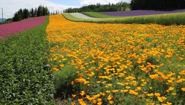 夏の北海道美瑛 富良野方面の花畑を巡る旅 じゃらん旅行記