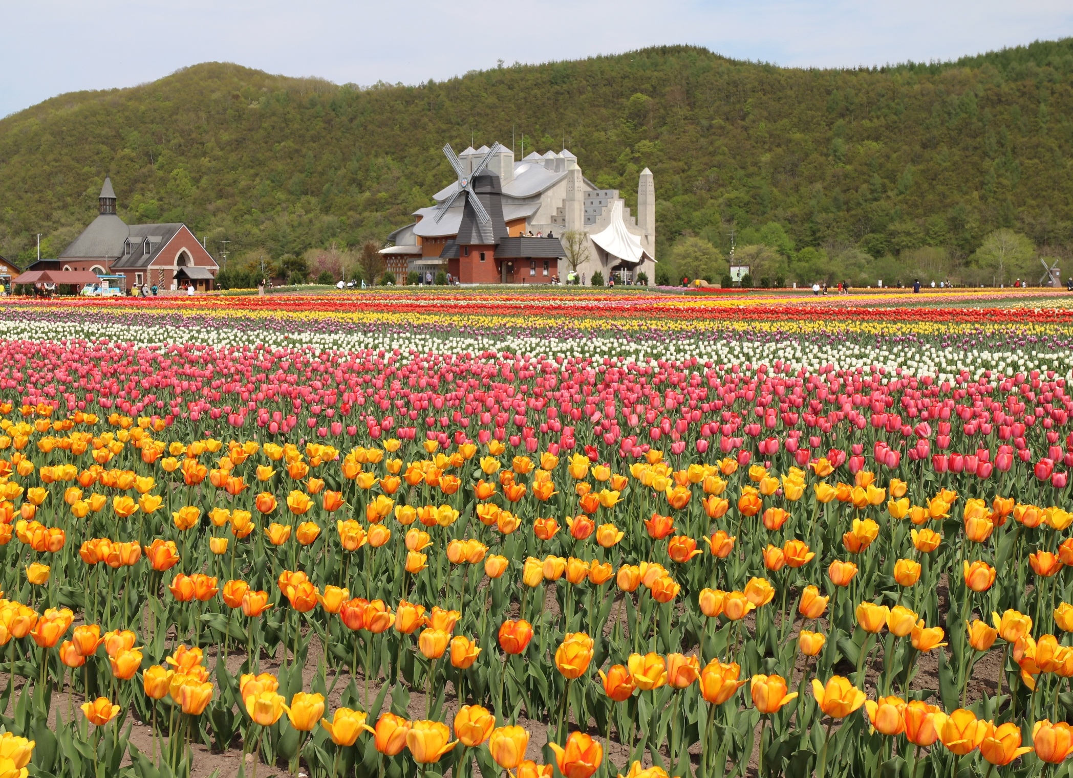 北海道美瑛町の夏の花々の無料写真素材 フリー