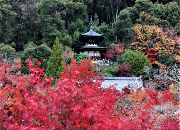 錦秋の古都京都2泊3日 もみじ１２景 じゃらん旅行記