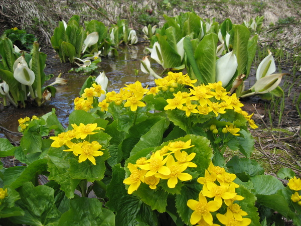 短い夏に可憐に咲く野の花 旭川市江丹別 じゃらん旅行記