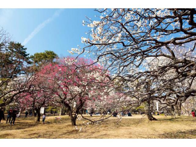 小金井公園 冬の催し 第18回小金井公園うめまつり 四季の花まつり 冬 アクセス イベント情報 じゃらんnet