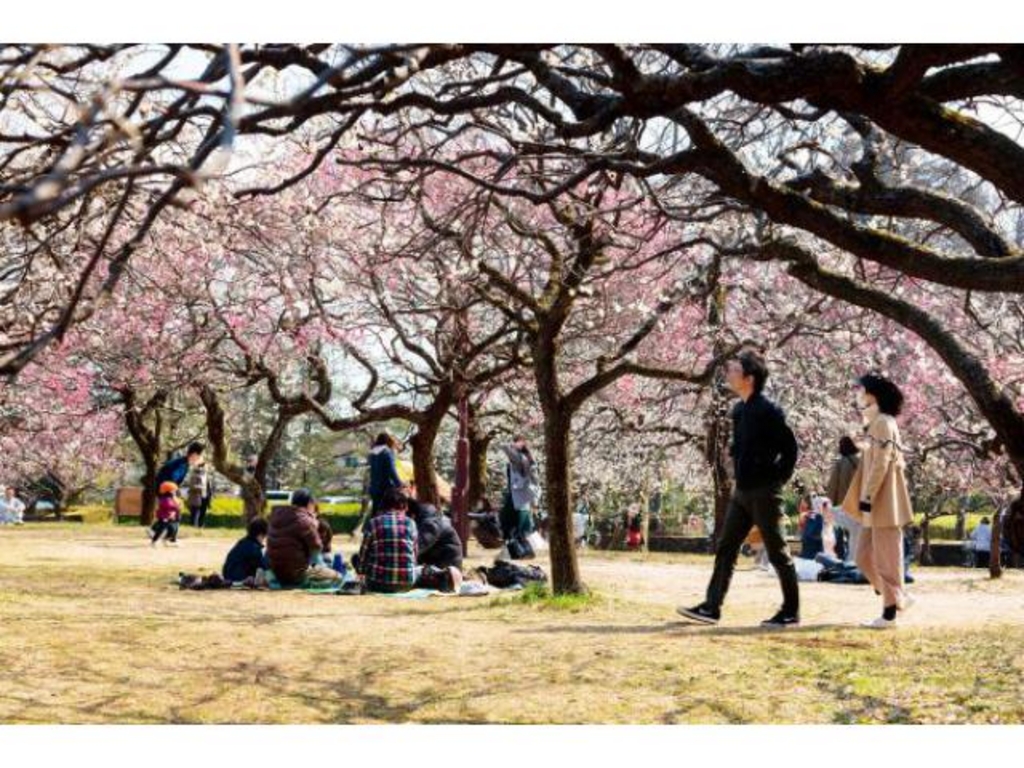 小金井公園 冬の催し 第18回小金井公園うめまつり 四季の花まつり 冬 アクセス イベント情報 じゃらんnet