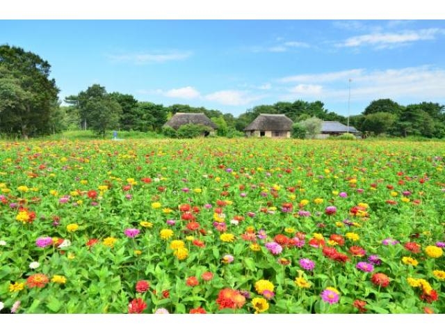 海浜 公園 ひたち