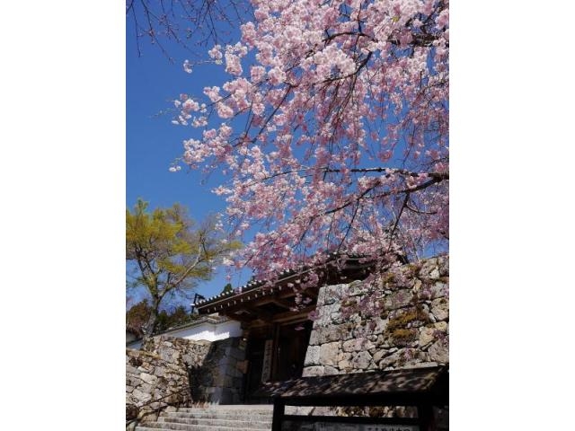 三千院の桜 アクセス イベント情報 じゃらんnet