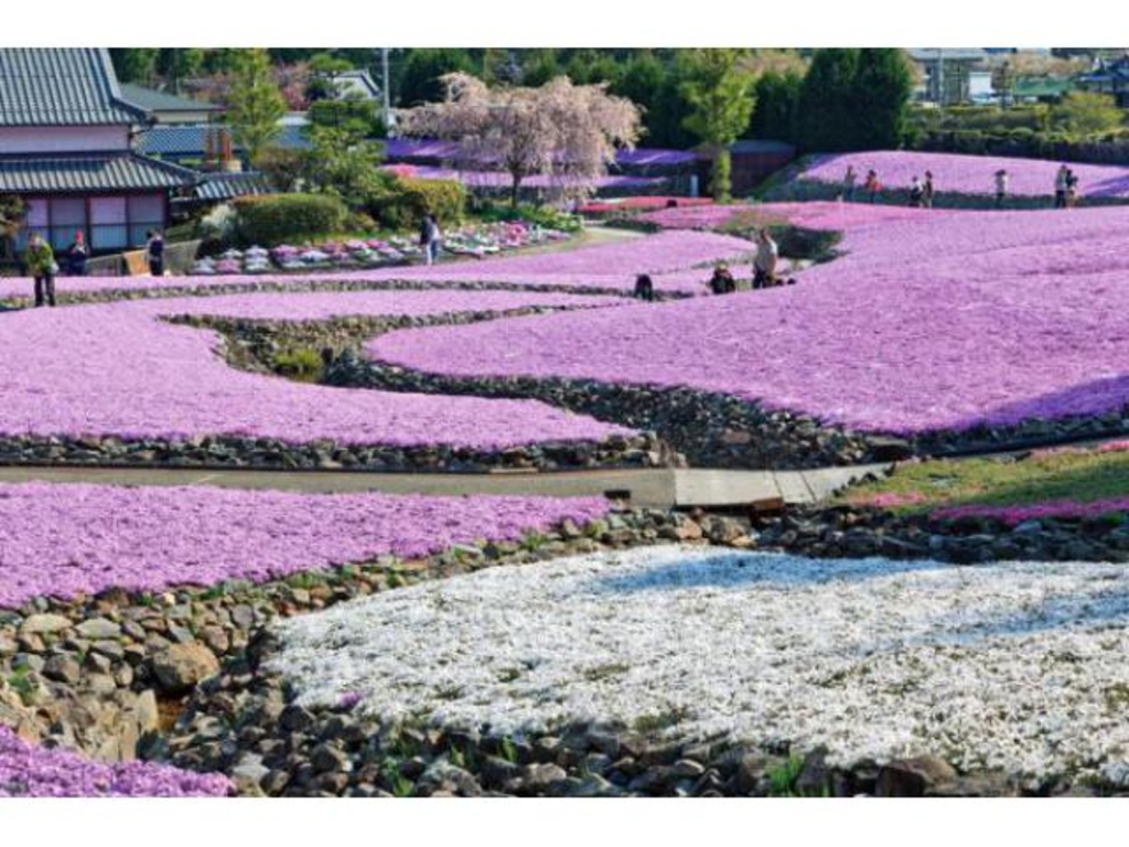 芝桜園 花のじゅうたんin三田 アクセス イベント情報 じゃらんnet