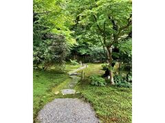 奈良公園の青もみじの写真1