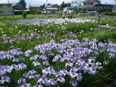 曽根城公園の花しょうぶの写真1