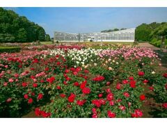 神代植物公園の春バラの写真1