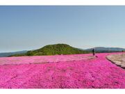 茶臼山高原　芝桜まつりの写真1