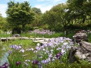 大仙公園日本庭園　花菖蒲展の写真1