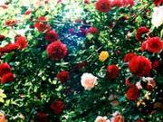 松尾寺　お花畑（バラ）の一般公開の写真1