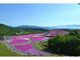 茶臼山高原　芝桜まつりの写真3