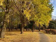 代々木公園の紅葉の写真1