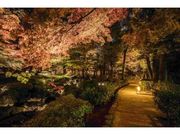 大田黒公園　紅葉ライトアップの写真1