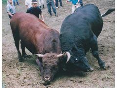 山古志の牛の角突き（8月）の写真1