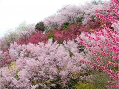 花見山公園の桜の写真1