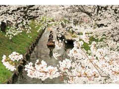 小江戸川越春の舟遊の写真1