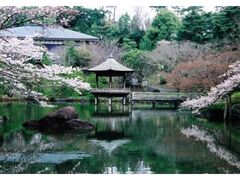 成田山公園の桜の写真1