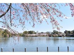 洗足池公園の桜の写真1
