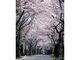 太平山桜まつりの写真2