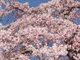 東漸寺のしだれ桜の写真2