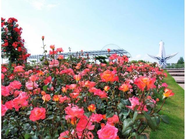 万博記念公園 コスモスの開花 アクセス イベント情報 じゃらんnet