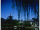 興福寺　初詣の写真3